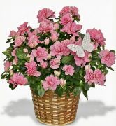 Azalea Plant
