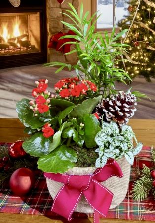 Christmas Kalanchoe Planter