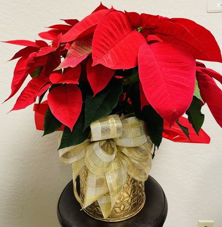 Gold Tin Poinsettia