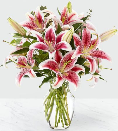 Stargazer Delight (medium)