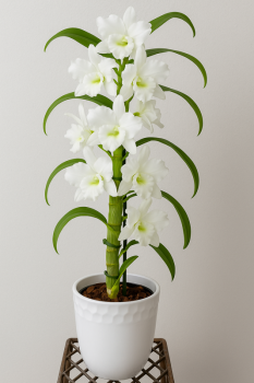 Exotic Orchid