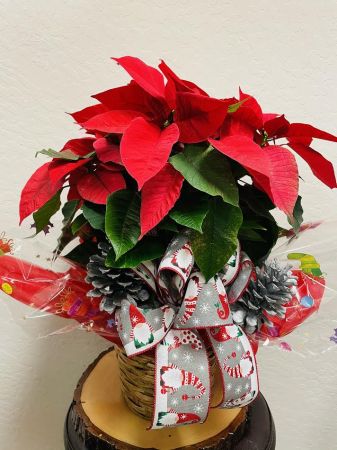 Poinsettia w/Pinecones