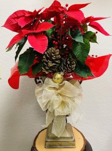 Stylish Poinsettia