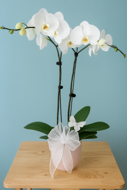 Dual Phalaenopsis Planter