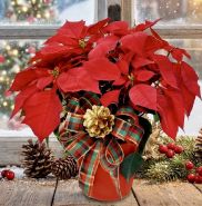 Red Poinsettia - Pick Your Size