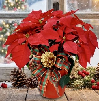 Red Poinsettia - Pick Your Size