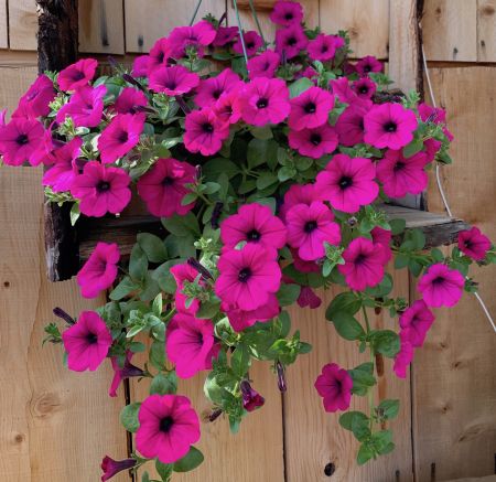 Hanging Petunia Plant