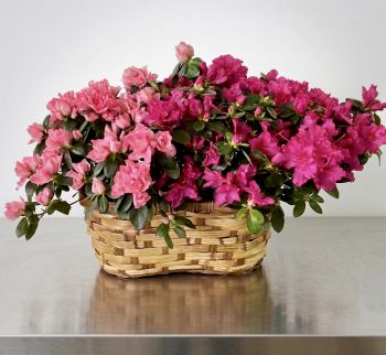 Double Azalea Planter