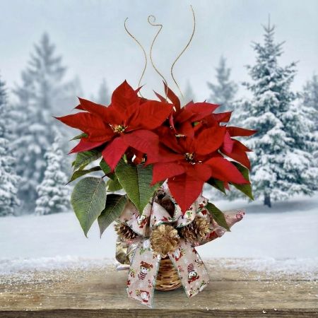 Large 27-inches Tall Poinsettia