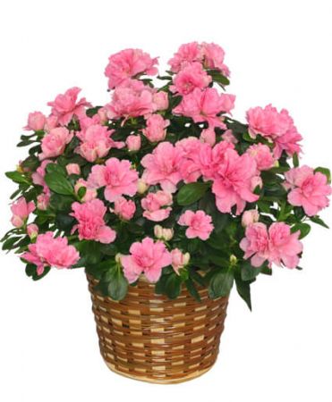 Azalea Plant