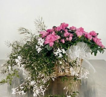 Jasmine & Azalea Planter