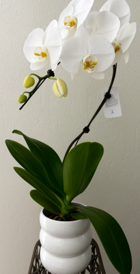 Phalaenopsis White Orchid