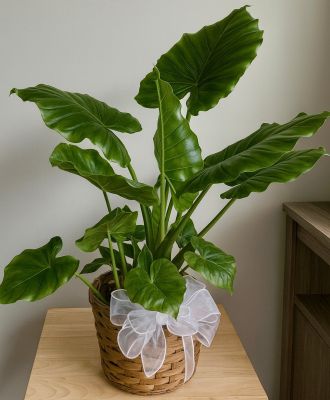 Lush Philodendron Plant