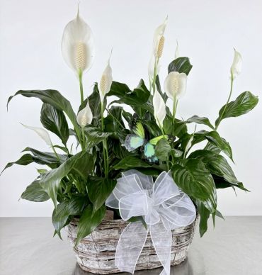 Double Peace Lily w/Butterfly