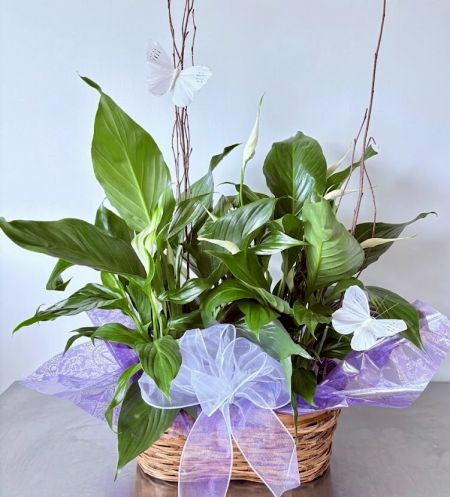 Double Peace Lily w/Butterfly