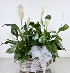 Double Peace Lily w/Butterfly