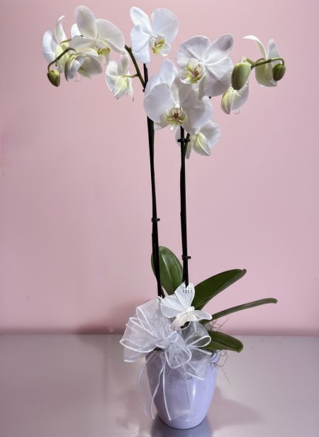 Dual Phalaenopsis Planter