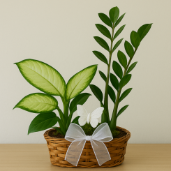 Dual Planter
