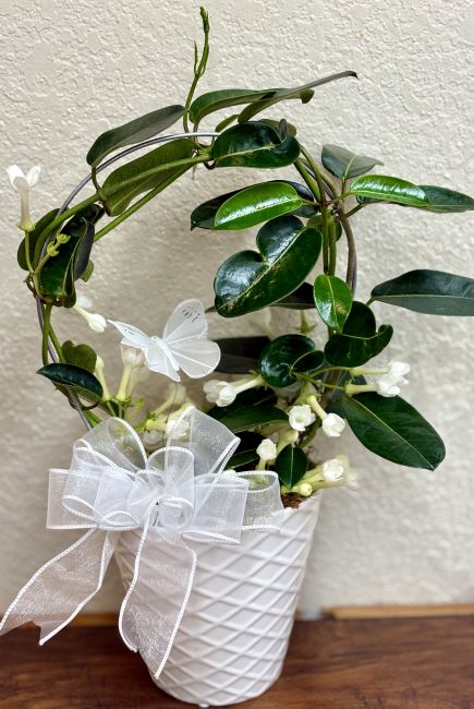 Stephanotis Plant