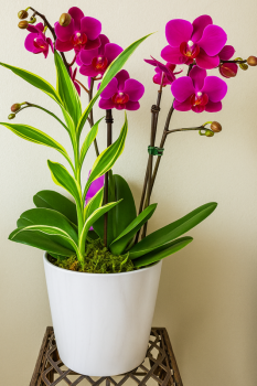 Dual Phalaenopsis Planter