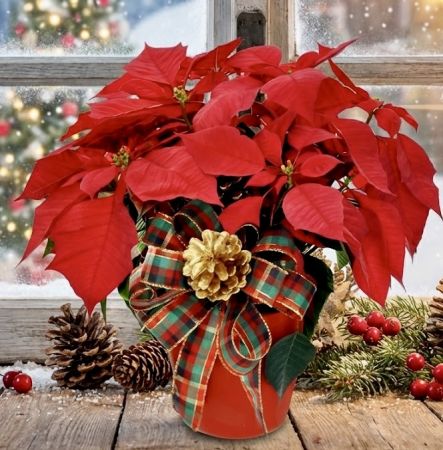 Red Poinsettia - Pick Your Size