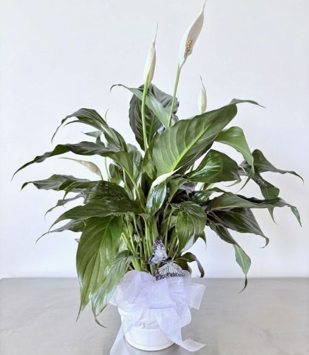 Peace Lily (Peace Lilly) Plant Delivery | Sympathy Plant Angels Camp CA