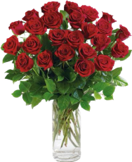 2DZ Red Roses