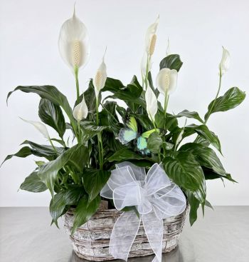 Double Peace Lily w/Butterfly