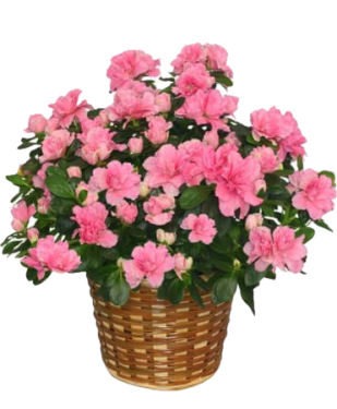 Azalea Plant