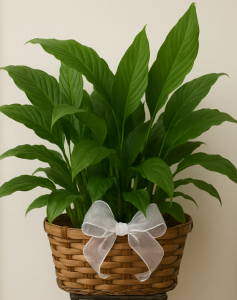 Spathiphyllum Planter