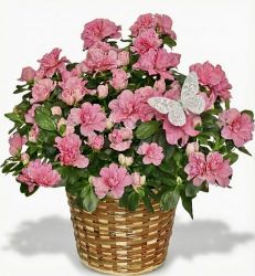 Azalea Plant