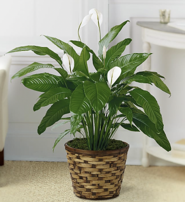 PEACE LILY GREEN PLANT