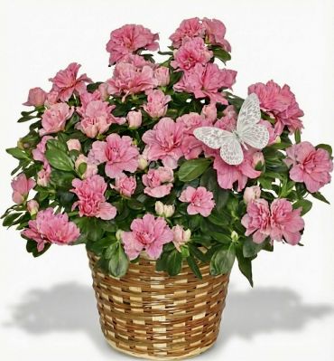 Azalea Plant