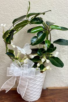 Stephanotis Plant