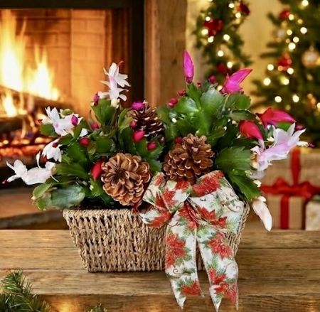 Christmas Cactus Planter