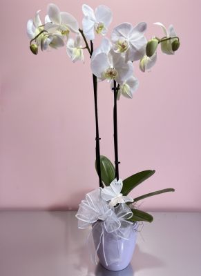 Dual Phalaenopsis Planter