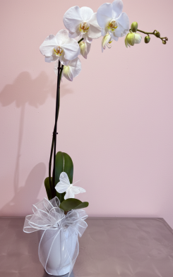 Phalaenopsis White Orchid