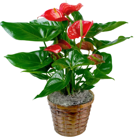 Red Anthurium Plant