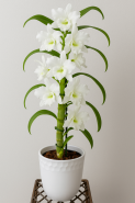 Exotic Orchid