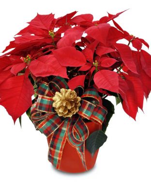 Red Poinsettia - Pick Your Size